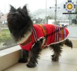 Dog Clothing Apparel Inka - Product id: dog-clothing-10-05 Photo06