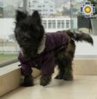 Dog Jacket with Hood ROBIN - Product id: dog-clothing-10-01 Photo05