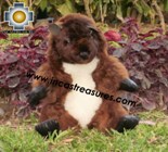 Alpaca Stuffed Animal -justin-beaver - Product id: TOYS12-02 Photo03