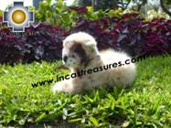 Beautiful alpaca stuffed animal cheetah-cub - Product id: TOYS08-50 Photo04