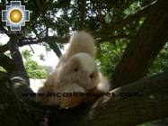 Alpaca Stuffed Animal Squirrel Nuez - Product id: TOYS08-57 Photo03