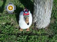 Happy white llama - CUZCO - big - Product id: TOYS08-28 Photo01