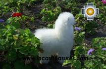 Baby White Alpaca - pastoruri - Product id: TOYS08-32