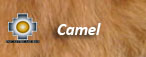 camel fur color