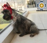 Alpaca Hat for Dogs PERU DOG - Product id: dog-clothing-11-01 Photo04