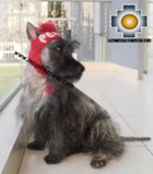 Alpaca Hat for Dogs PERU DOG - Product id: dog-clothing-11-01 Photo03
