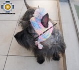 Alpaca Hat for Dogs psychedelic hat - Product id: dog-clothing-11-03 Photo03