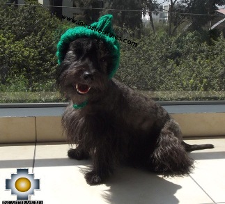 Alpaca Hat for Dogs Puppy Elf - Product id: dog-clothing-14-04 Photo04