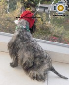 Alpaca Hat for Dogs scottish elf - Product id: dog-clothing-11-02 Photo05