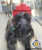 Alpaca Hat for Dogs scottish elf - Product id: dog-clothing-11-02 Photo03
