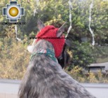 Alpaca Hat for Dogs scottish elf - Product id: dog-clothing-11-02 Photo01