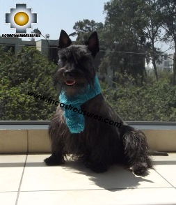 Alpaca Scarf for dogs Alqu - Product id: dog-clothing-15-01 Photo04