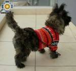 Dog Alpaca Sweater Sumaq - Product id: dog-clothing-10-04 Photo04