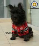 Dog Alpaca Sweater Sumaq - Product id: dog-clothing-10-04 Photo06