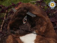 Alpaca Stuffed Animal -justin-beaver - Product id: TOYS12-02 Photo01