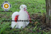 Alpaca Stuffed Animals llama Family - Product id: TOYS08-40 Photo01