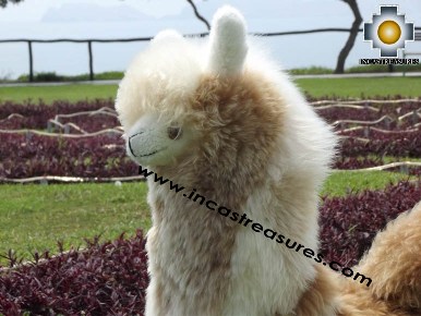 Alpaca Stuffed Llama - Suresh The Giant - Product id: TOYS12-07 Photo06