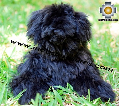 Alpaca Stuffed Teddy Bear NERITO - 100% Baby Alpaca