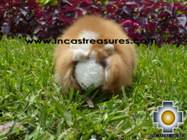 Adorable Stuffed Animal  - Fantastic Guinea Pig - Product id: TOYS08-54 Photo01