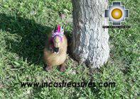 Happy brown llama - poncho - big - Product id: TOYS08-29 Photo02