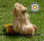 Golden Suri Long Hair Teddy Bear MECHAS , photo 04